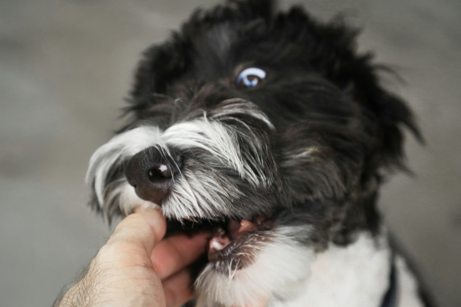 A small black and white dog being held by a person